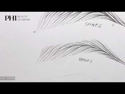 Video VẼ SỢI HAIRSTROKES SPINE 3 ĐUÔI PHƯỢNG HOÀNG | PHI... - youtube