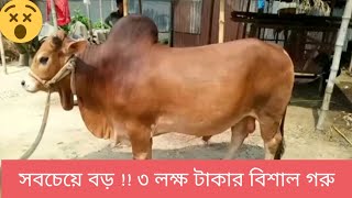 ৩ লক্ষ টাকার গরু দেখুন