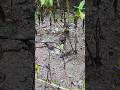 Bird Hunting Insects in Rainy Season #birds #hunting #insects #viralshorts #viralvideo #reel