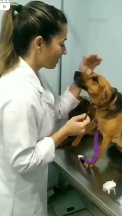 dog crush on veterinary doctor