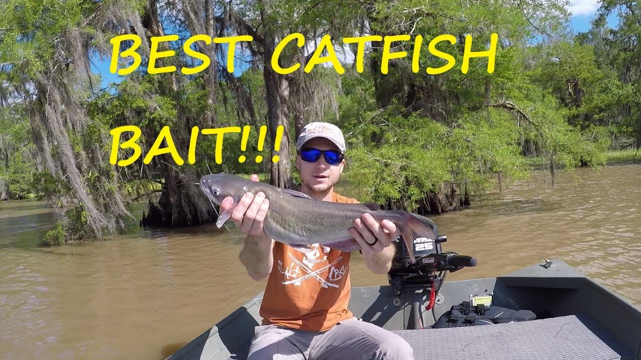 What is the Best Catfish Bait?!?! - Limb Lining for Catfish 