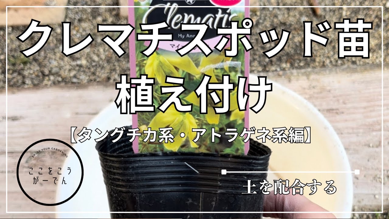 タングチカ・アトラゲネ系】クレマチスポッド苗の植え付け - YouTube