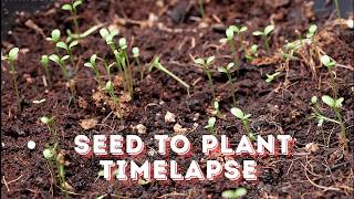 Celebrity Timelapse : Clover Seeds Sprouting to Full Plants in 90 Seconds Net Worth