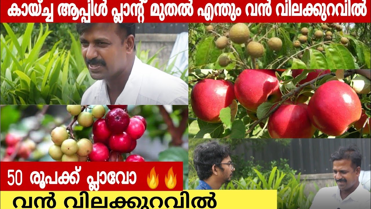 കായ്ച്ച ആപ്പിൾ മുതൽ എന്തും വൻ വിലക്കുറവിൽ | FruitsNursery | Nursery