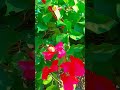Kisine phool se puchaa #youtube #viral #video 🥀🥀#sadsong