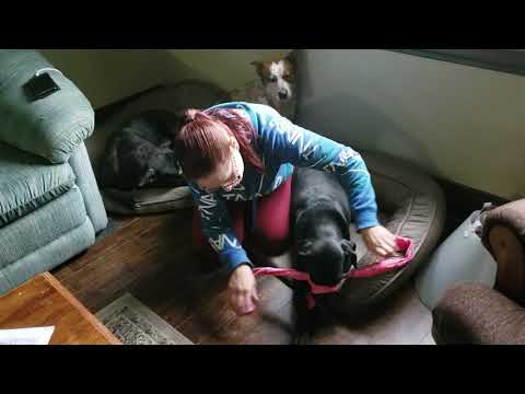 Canine restraint devices: Part 1 Gauze muzzle