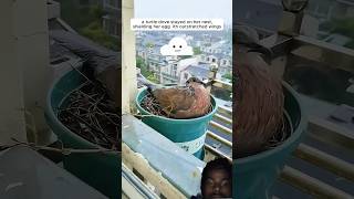 #shorts #motivation A woman supported a mother turtle dove inraising her chicks