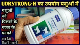 Download Lagu UDRSTRONG-H||Nutritional feed Supplement for Animal feeding||Udder Health||पिलाने के फायदे