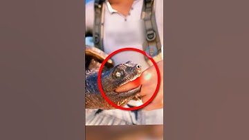 PHẢI LÀM GÌ KHI BỊ RÙA CẮN | 😨 #fact  #amazingfacts #thaukinhdongvat