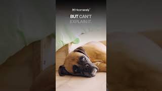 Most Dog Owners Don't Know What's Normal for Their Dog | EverWiz by Hoomanely