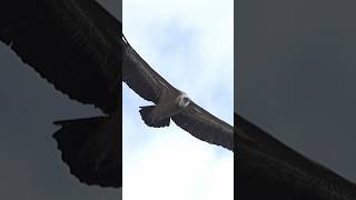 Griffon Vultures in Flight — Filmed in Cyprus 🦅