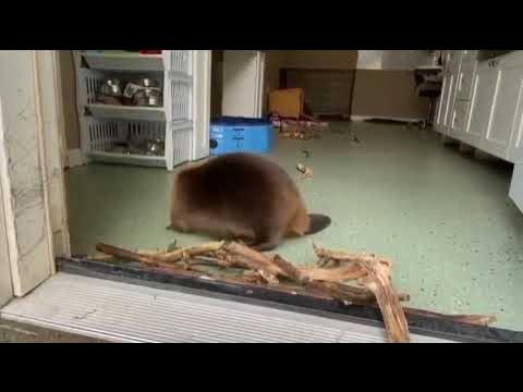 A beaver in rehab builds a dam by the doorway - YouTube