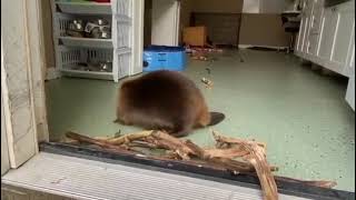A beaver in rehab builds a dam by the doorway