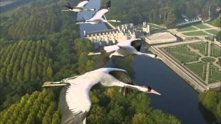 Wings to Paradise 1 of 2 1080p HD