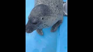 Gariko-Chans Not In The Mood For Photos Today Still Cute Though