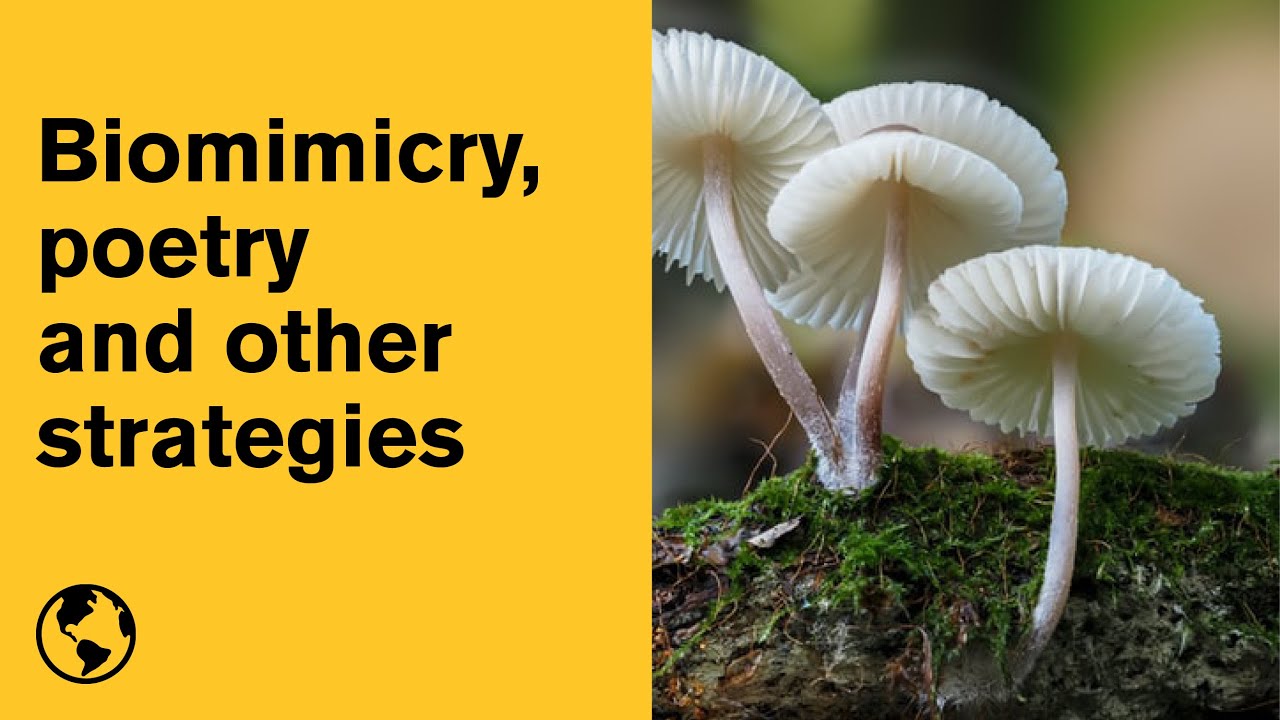 Coffee Hour: 'Emergent Strategy' by adrienne maree brown