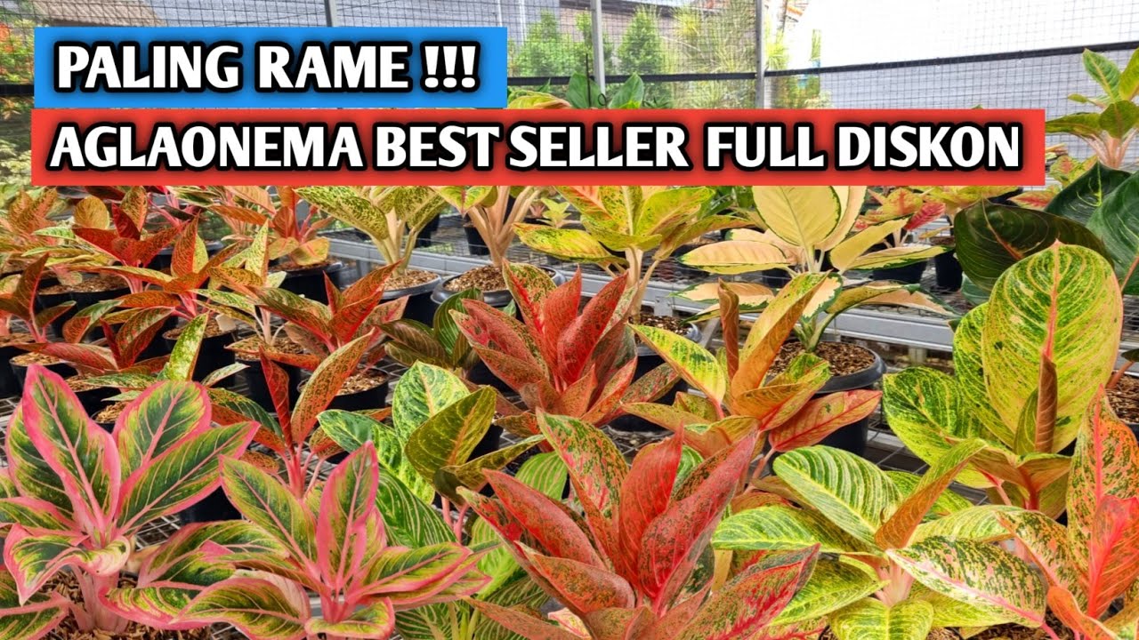 Paling Rame! Aglaonema Best Seller Full Diskon