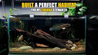 The Ultimate Channa Stewartii Habitat