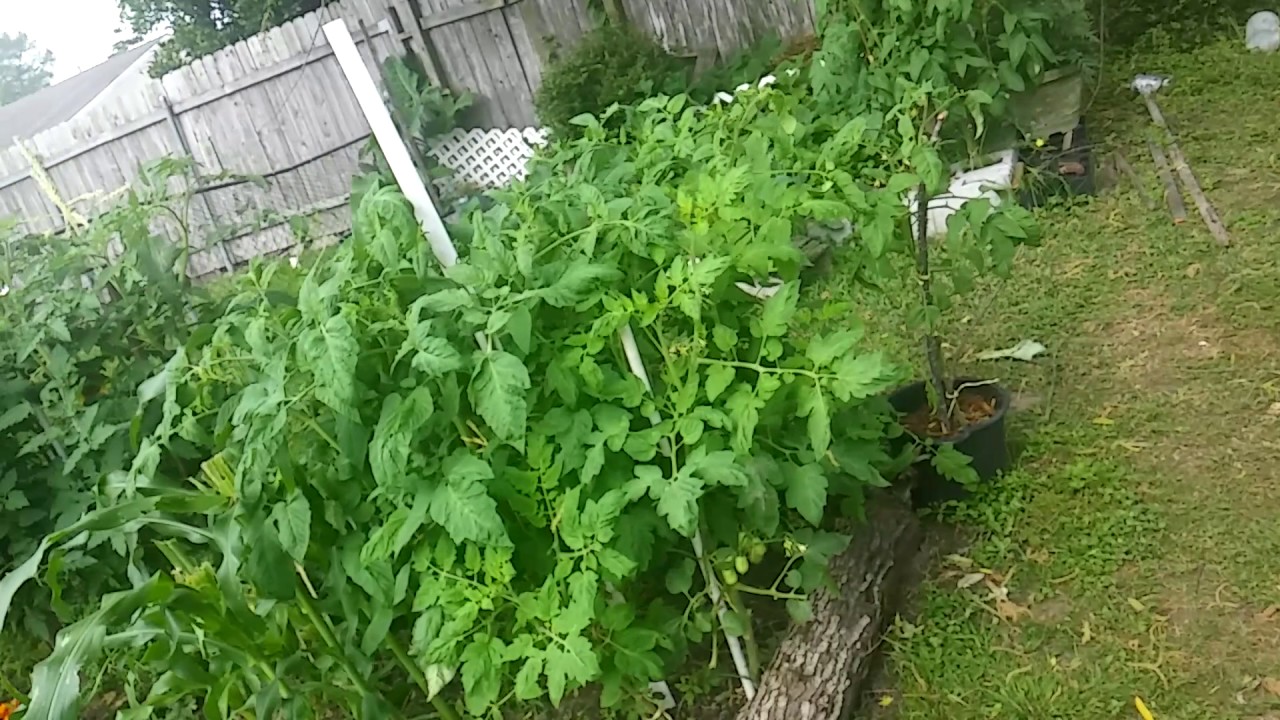 Using "Duct Tape" In my Garden YouTube