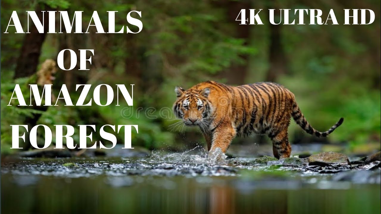 Animals of Amazon forest II 4K ULTRA HD II all types animals