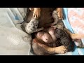 AWW CUTEST BABY PETS - Baby animals make us HAPPY and LAUGH #1