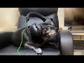 Hi I’m Bear Bears Ep 1: Your Friendly Doggy is Here!