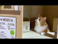 猫トイレを新しくしたらカフェで寛ぐもふ猫が可愛い【スコティッシュフォールド・マンチカン】