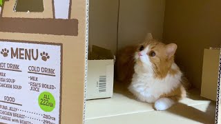 猫トイレを新しくしたらカフェで寛ぐもふ猫が可愛い【スコティッシュフォールド・マンチカン】