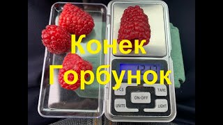 Конек горбунок 28 июля