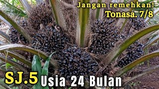 PERFORMA SAWIT UNGGUL SJ 5 USIA 2 TAHUN