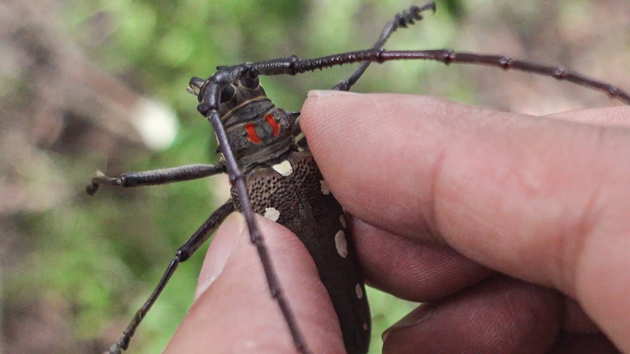 Orange and white spotted longhorn beetle in the woods next to the orchard