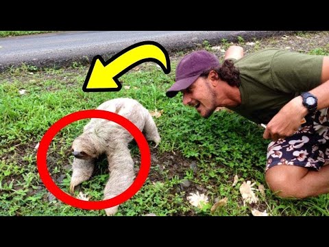 Man Sees Sloth On Road He Doesn’t Hesitate And Does This