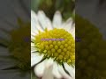 #frühling #garten #blumen #insekten #natur