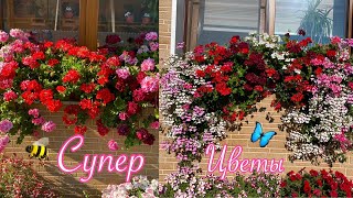 Супер цветы! Великолепная ПЕЛАРГОНИЯ! Украшение моего цветника!🌺 🌸🌺🌸🌺🌸🌺🌸🌺