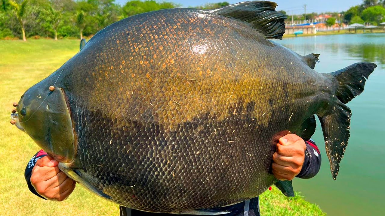 33KG DE TAMBACU NO EVA, ACHAMOS O LAR DOS GIGANTES!