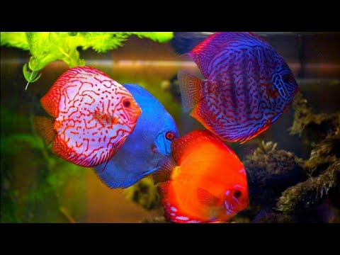 TIPS BUDIDAYA IKAN DISCUS | CARA MERAWAT IKAN DISCUS (UNTUK PEMULA