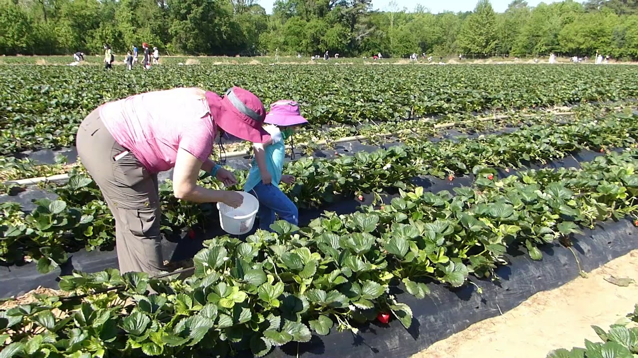 136 Picking Strawberries at Chesterfield Berry Farm in 2020 Masks