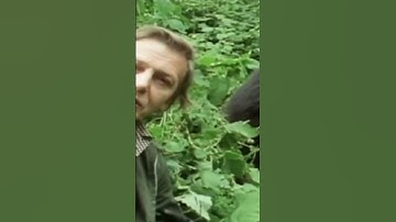 Is this David Attenboroughs most ICONIC TV Moment!? 🤯 #davidattenborough #gorilla #rwanda