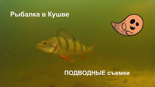 Рыбалка в Кушве - Заглянем Под Лед ! Рыбалка в Кушве - Заглянем Под Лед !