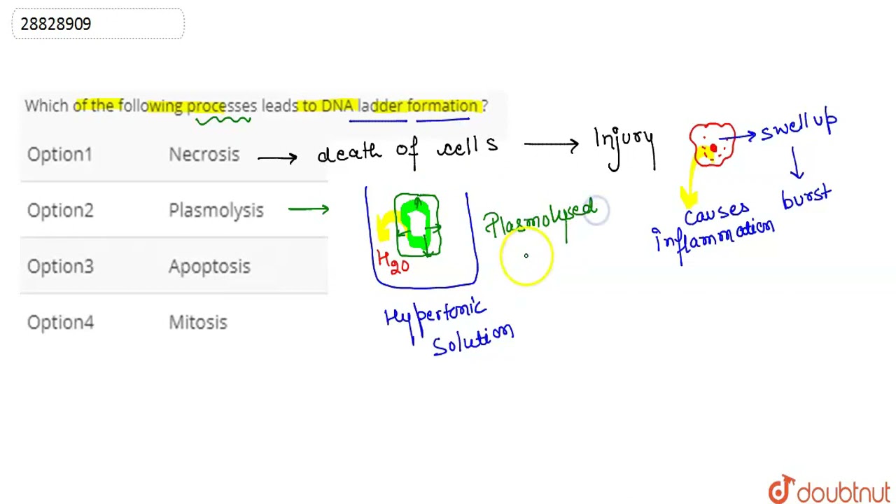 Which of the following processes leads to DNA ladder formation ? | 12 | KVPY | BIOLOGY | KVPY PR...