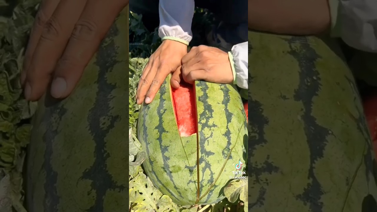 Giant melon farm in europe