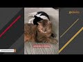 Cat rejected by every other cat finally makes a friend