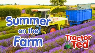 Tractor Ted Visits the Farm in Summer 🌻 Big Machines & Tractors For Kids