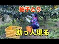 柚子採り助っ人　＃柚子　＃ゆず