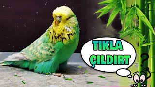 Kuşunuza Dinletin Sonra Siz onun Ötüşünü Dinleyin - Muhabbet Kuşu Sesi!!!