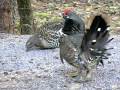 Martin's Old Off Grid Log Cabin #4a Spruce Grouse Males Oct. 2009