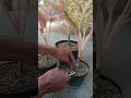 How to Propagate Aglaonema with Simple Method Part 1
