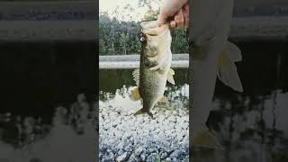 #nwi pond boyz # large mouth bass