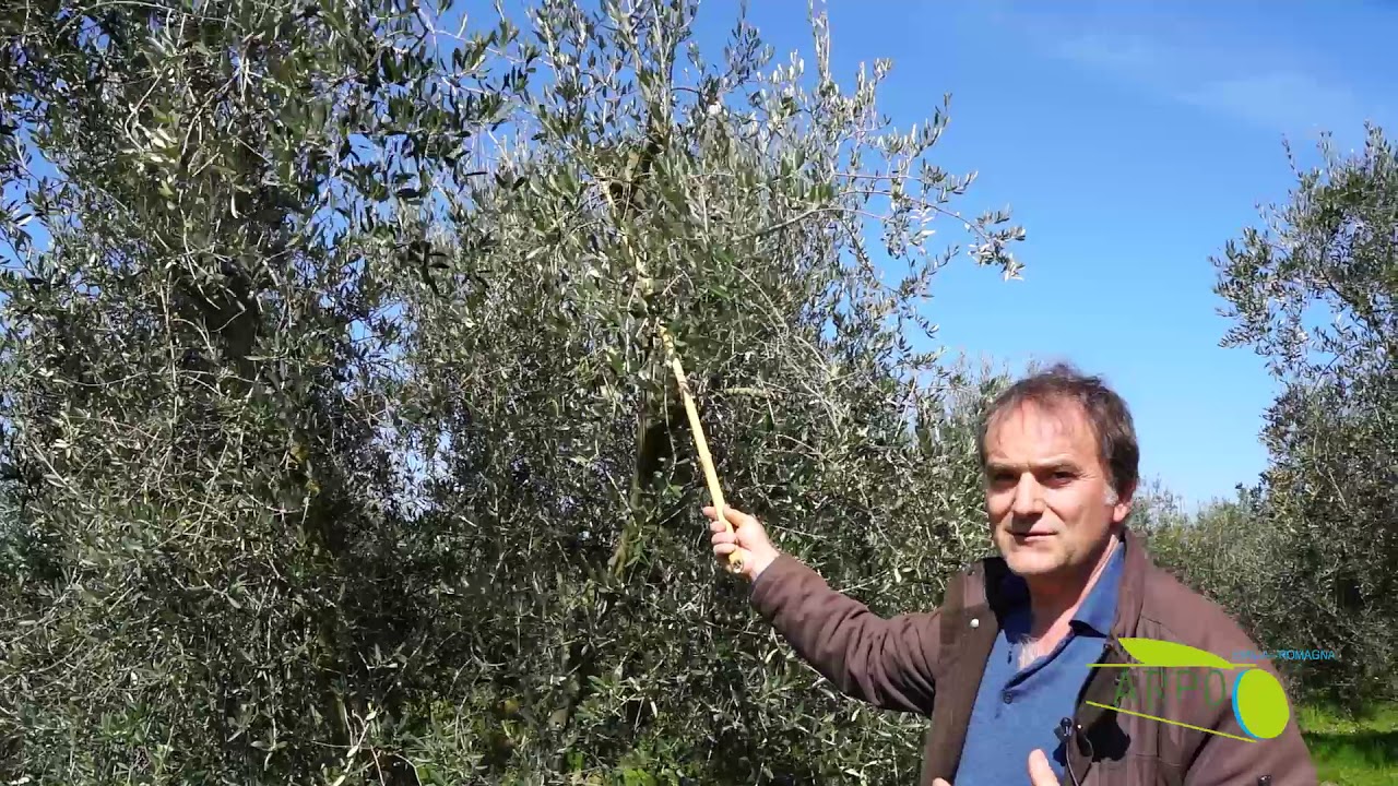 Videotutorial IV: Vaso Policonico - Video Dimostrativo Potatura dell'olivo