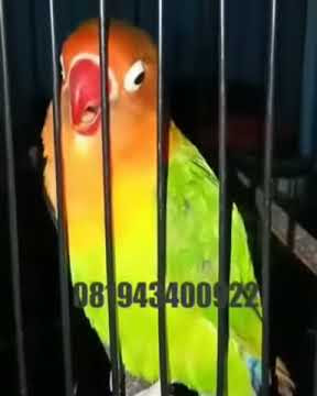 Story wa Lovebird ngekek panjang